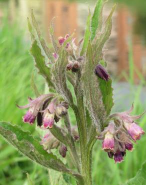 Fotografia 5 da espécie Symphytum officinale subesp. officinale no Jardim Botânico UTAD