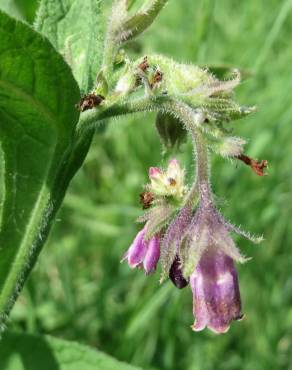 Fotografia 6 da espécie Symphytum officinale subesp. officinale no Jardim Botânico UTAD