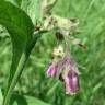 Fotografia 6 da espécie Symphytum officinale subesp. officinale do Jardim Botânico UTAD