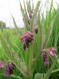 Fotografia da espécie Symphytum officinale subesp. officinale