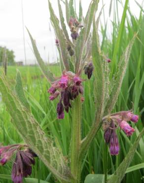 Fotografia 7 da espécie Symphytum officinale subesp. officinale no Jardim Botânico UTAD