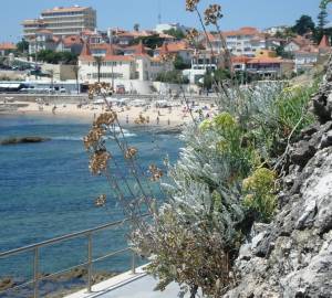 Fotografia da espécie Jacobaea maritima