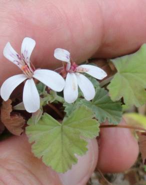 Fotografia 6 da espécie Pelargonium sidoides no Jardim Botânico UTAD