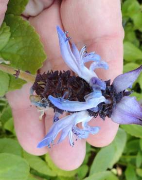 Fotografia 7 da espécie Plectranthus caninus no Jardim Botânico UTAD