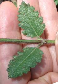Fotografia da espécie Salvia sclareoides