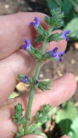 Fotografia da espécie Salvia sclareoides