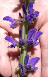 Fotografia da espécie Salvia sclareoides