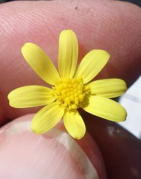 Fotografia 12 da espécie Senecio gallicus no Jardim Botânico UTAD