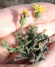 Fotografia da espécie Senecio gallicus