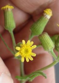 Fotografia da espécie Senecio lividus