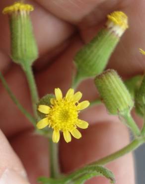 Fotografia 5 da espécie Senecio lividus no Jardim Botânico UTAD