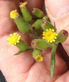 Fotografia da espécie Senecio lividus