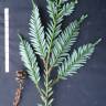 Fotografia 15 da espécie Sequoia sempervirens do Jardim Botânico UTAD
