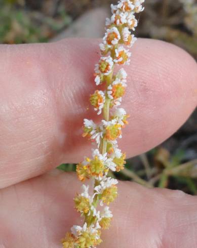 Fotografia de capa Sesamoides spathulifolia - do Jardim Botânico