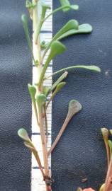 Fotografia da espécie Sesamoides spathulifolia