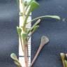 Fotografia 2 da espécie Sesamoides spathulifolia do Jardim Botânico UTAD