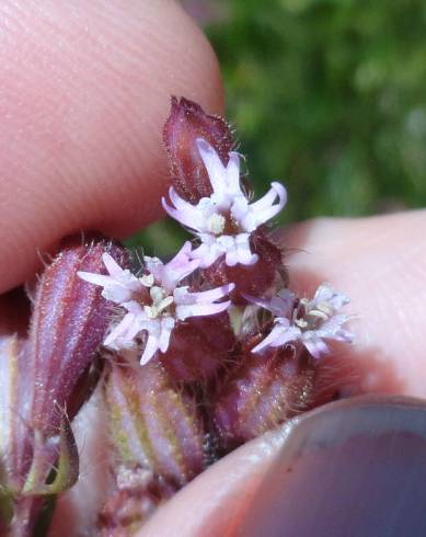 Fotografia de capa Silene disticha - do Jardim Botânico