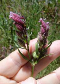 Fotografia da espécie Silene disticha