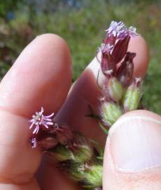 Fotografia da espécie Silene disticha