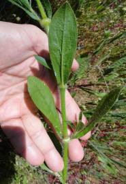 Fotografia da espécie Silene disticha