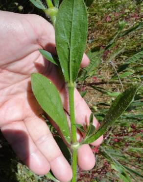 Fotografia 5 da espécie Silene disticha no Jardim Botânico UTAD