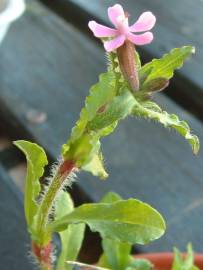 Fotografia da espécie Silene fuscata