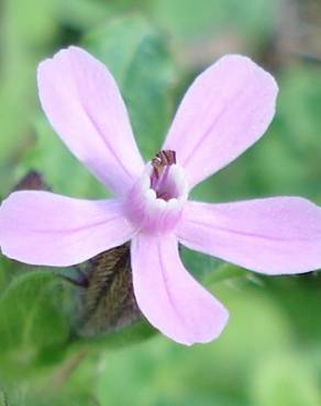 Fotografia 4 da espécie Silene fuscata no Jardim Botânico UTAD