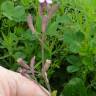 Fotografia 5 da espécie Silene fuscata do Jardim Botânico UTAD