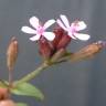 Fotografia 1 da espécie Silene fuscata do Jardim Botânico UTAD