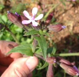 Fotografia da espécie Silene fuscata