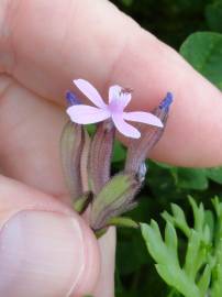 Fotografia da espécie Silene fuscata