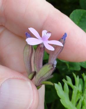 Fotografia 7 da espécie Silene fuscata no Jardim Botânico UTAD