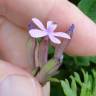 Fotografia 7 da espécie Silene fuscata do Jardim Botânico UTAD