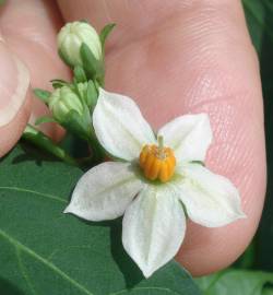 Fotografia da espécie Solanum pseudocapsicum