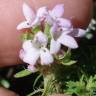 Fotografia 8 da espécie Thymus caespititius do Jardim Botânico UTAD