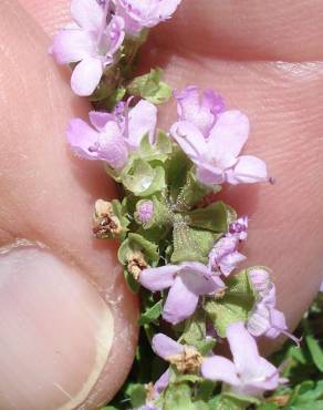 Fotografia 10 da espécie Thymus caespititius no Jardim Botânico UTAD