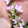 Fotografia 10 da espécie Thymus caespititius do Jardim Botânico UTAD