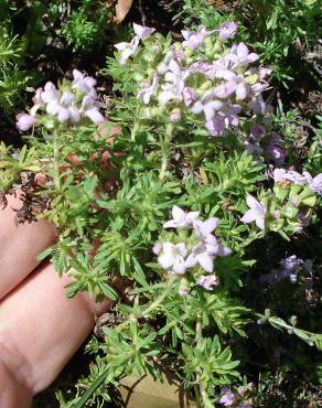 Fotografia 11 da espécie Thymus caespititius no Jardim Botânico UTAD