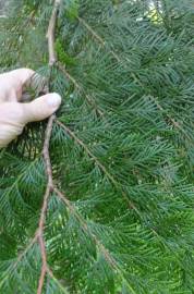 Fotografia da espécie Thuja plicata