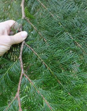 Fotografia 19 da espécie Thuja plicata no Jardim Botânico UTAD