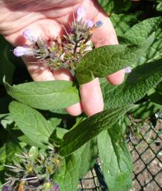 Fotografia da espécie Symphytum officinale subesp. officinale