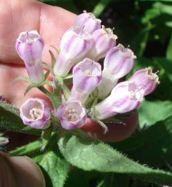 Fotografia da espécie Symphytum officinale subesp. officinale