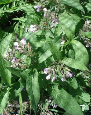 Fotografia 13 da espécie Symphytum officinale subesp. officinale no Jardim Botânico UTAD