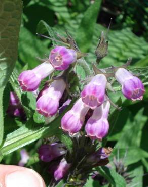 Fotografia 14 da espécie Symphytum officinale subesp. officinale no Jardim Botânico UTAD