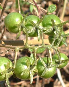 Fotografia 18 da espécie Solanum lycopersicum no Jardim Botânico UTAD