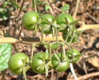 Fotografia da espécie Solanum lycopersicum