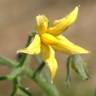 Fotografia 19 da espécie Solanum lycopersicum do Jardim Botânico UTAD