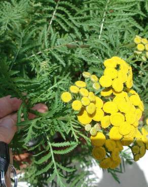 Fotografia 18 da espécie Tanacetum vulgare no Jardim Botânico UTAD