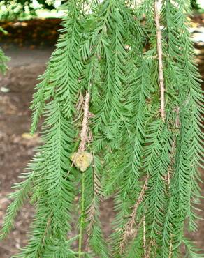 Fotografia 16 da espécie Taxodium distichum no Jardim Botânico UTAD