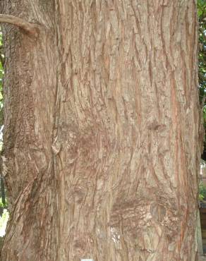 Fotografia 17 da espécie Taxodium distichum no Jardim Botânico UTAD